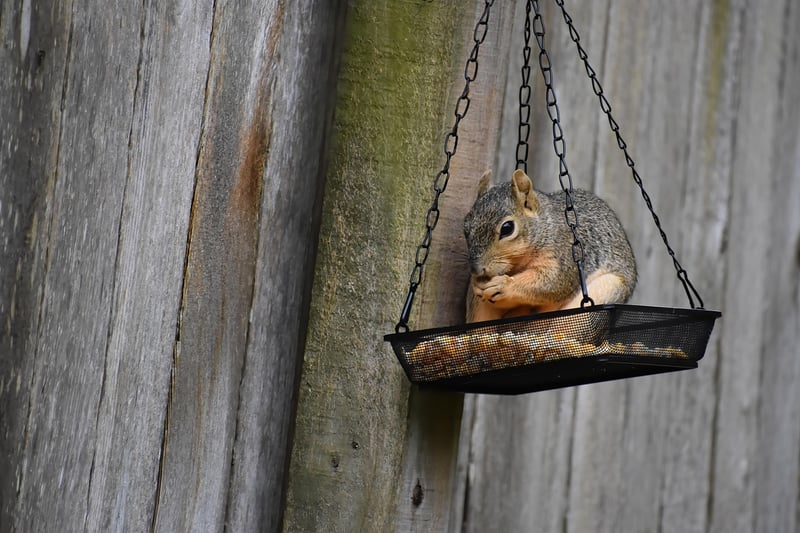 Upcycled Bird Feeders